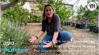משתלת ולך-השקיה בצינור