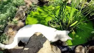 Кот-водолаз