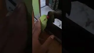 my boi