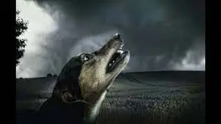 Perros Aullidos Nocturnos