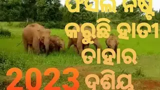 elephant forest video !! elephant porest attack mayurbhanja!! tech adhi village 🤭🤭🤭