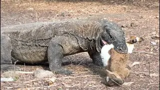 LATEST ||| Komodo Dragon Swallow a Young Goat