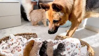Gentle German Shepherd Found 5 Adorable Newborn Kittens in a Cat Bed