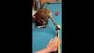 Bengal Cat Referee gets Distracted #shorts Funny Cat Videos
