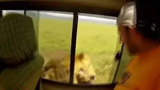 crazy tourist try to touch a Lion