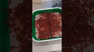 Как в домашних условиях промыть мотыля