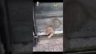 Cat Entering Small Hole 🕳️ 🐈👀