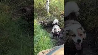 Самая красивая собака в мире 🤣
