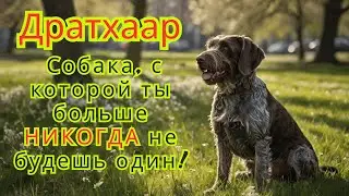 Дратхаар. Собака, с которой ты больше НИКОГДА не будешь один! (Но захочешь...)