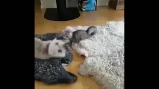 Kung Fu Kitties