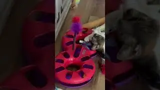 Funny Cat 🐈 #youtube #funny #video #cat #animals #my #cute