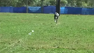 What is Lure Coursing? | United Kennel Club (UKC)