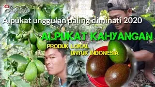 Alpukat kahyangan untuk indonesia