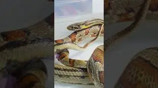 Copulation en début de saison! #cornsnake #wążzbożowy