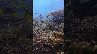These animals are amazing 