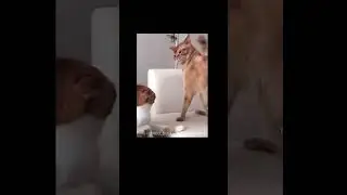 #notmine give me some video ideas