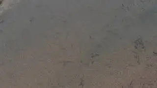 MavicPro2 Zoom Looking for fish