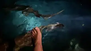 Fish SPA