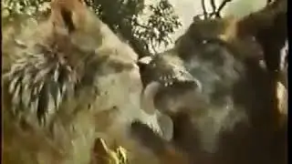 Disney's Wonderful World 1979   Intro Opening