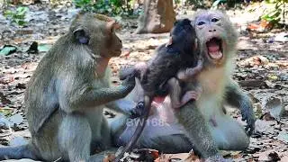 Great old mother protectss baby Dimitri from the young female wanna separatee