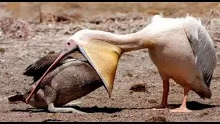15 Epic Bird Attacks Caught on Camera