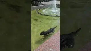 Не купил редкий советский знак, зато спас собаку из воды‼️ #барахолка #значки #ссср #антиквариат
