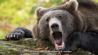 Deze beren leren overwinteren