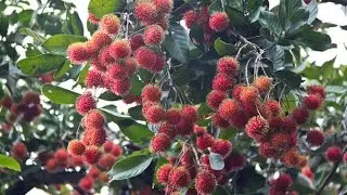 Teknis Terbaru Budidaya rambutan menggunakan pupuk organik