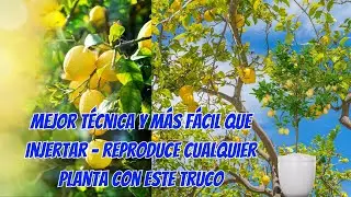 MEJOR TÉCNICA y más Fácil que INJERTAR - Reproduce cualquier Planta con éste truco