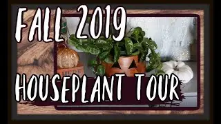 Early Fall 2019 Houseplant Tour