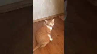 КОТ НАСРАЛ В КОРИДОРЕ