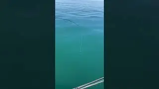 Ставридка. 