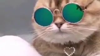 Котолепс