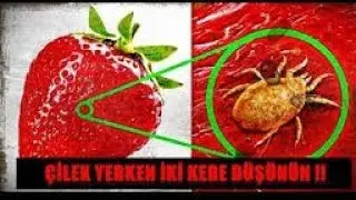 Çilekten Böcek Çıkarma deneyi(removing insect from strawberry)