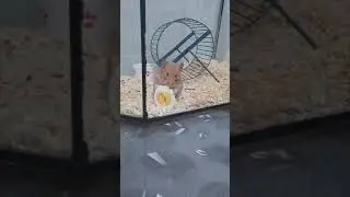 хомяк ест яйцо