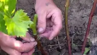 Зелёная прививка винограда