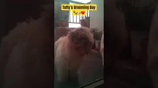 Tuffy’s Grooming Day Vlog ￼🐾🐶❤️✨| #DIML | #tuffy #doglovers #shihtzu #grooming #haircut