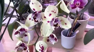 How to put on a wick without replanting an orchid.