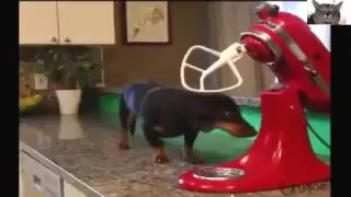 funny dogs compilation 2017