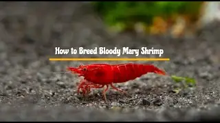 How To Breed Bloody Mary Shrimp