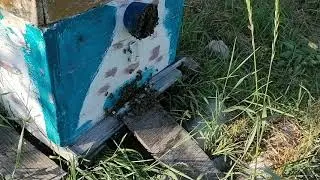 Пчела в работе. Медосбор 2020г