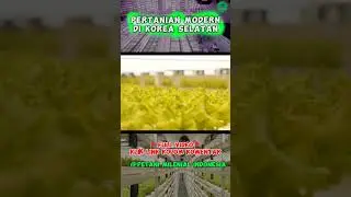 Sayur Selada Hidroponik Sistem Wick Modern di Korea Selatan