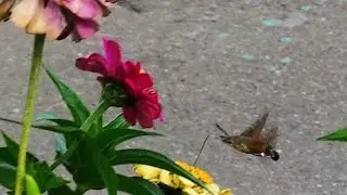 Колибри в Чертаново (но это не точно) скорее всего Бражник