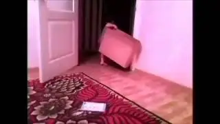 Разборки с котом