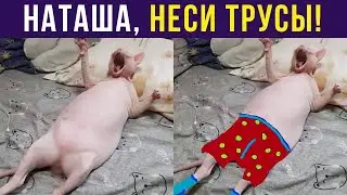 Приколы с котами. НАТАШ, НЕСИ ТРУСЫ! | Мемозг 