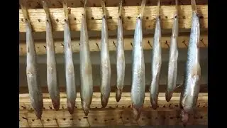 Солим ЗУБАРЯ (Корюшку зубатку)