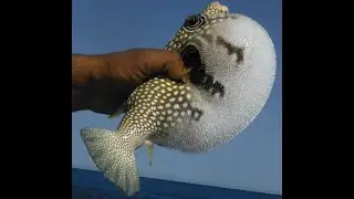 Egypt 2013, обитатели прибрежных вод Красного моря.