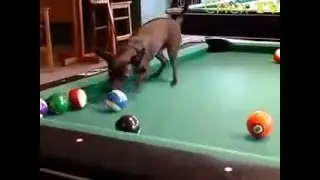 чихуахуа играет в бильярд