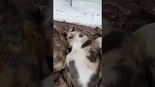 Приехала на работа, а тут КОТОклиз😁 соседские котейки пришли #cat #котики #кот