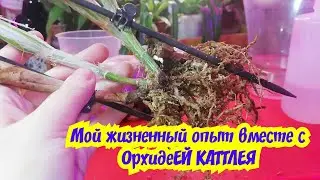 ПРО орхидеи КАТТЛЕИ✔️СЕКРЕТ ХОРОШЕГО РОСТА И ЦВЕТЕНИЯ✔️/MOSCOW VLOG/